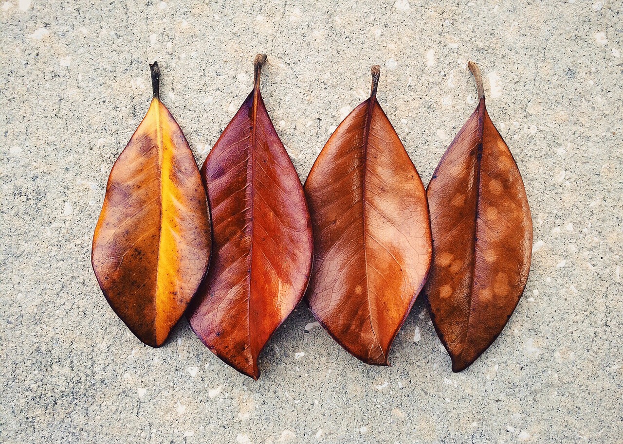 leaf leaves fall autumn free photo