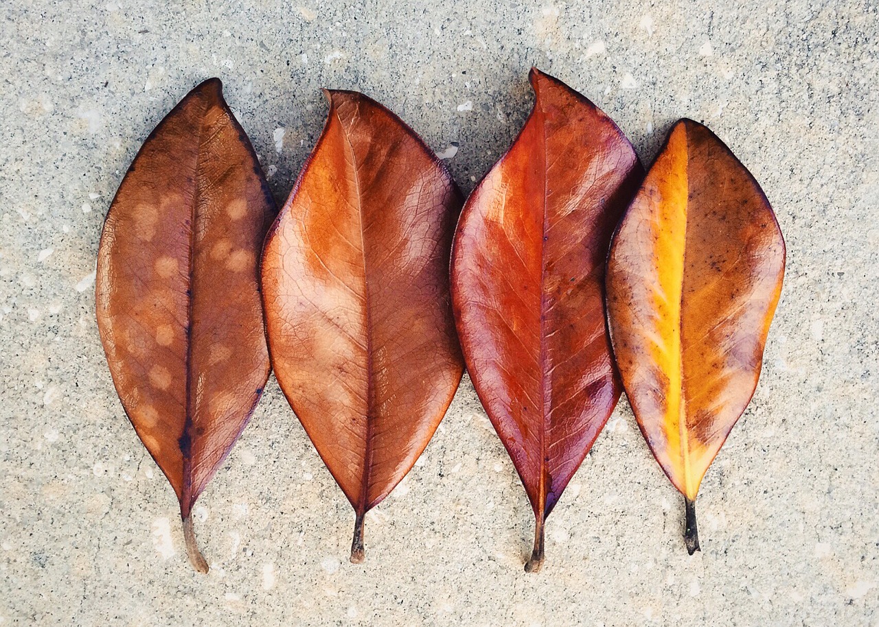 leaf leaves fall autumn free photo