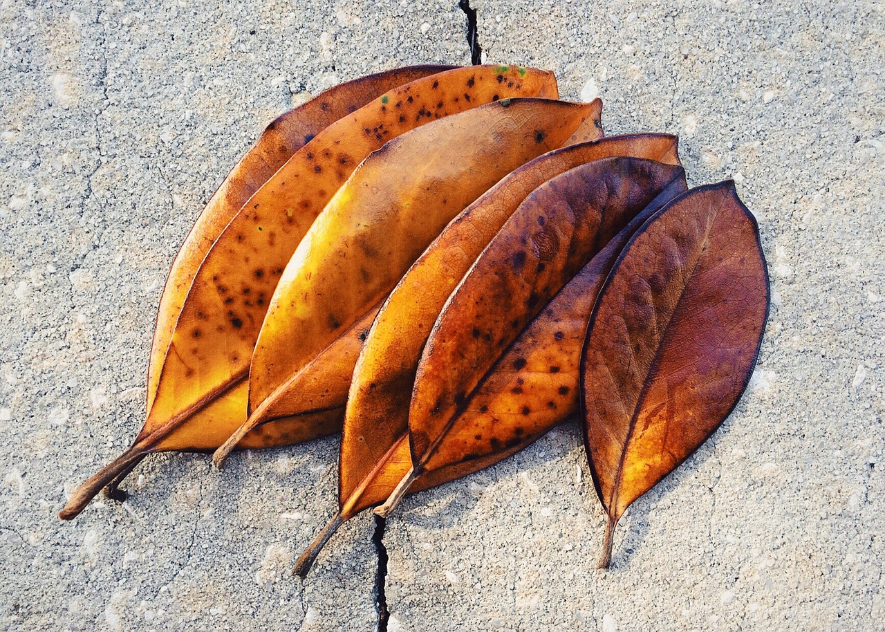 leaf leaves fall free photo