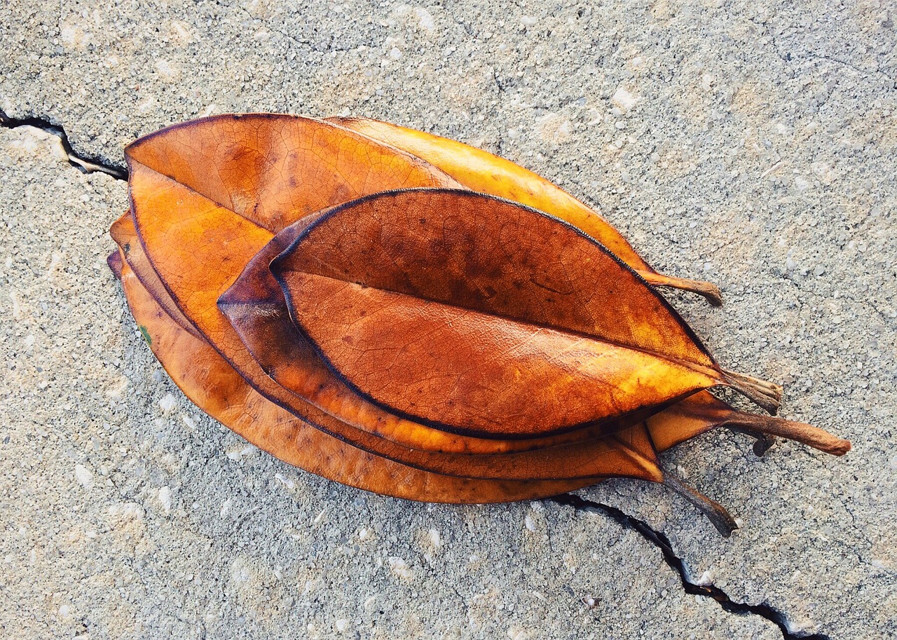 leaf leaves fall free photo