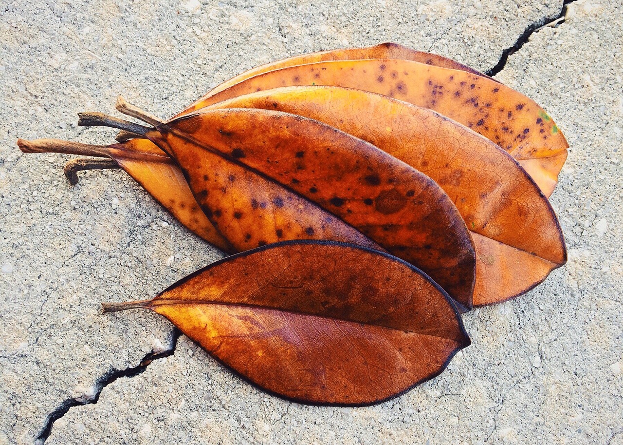 leaf leaves fall free photo