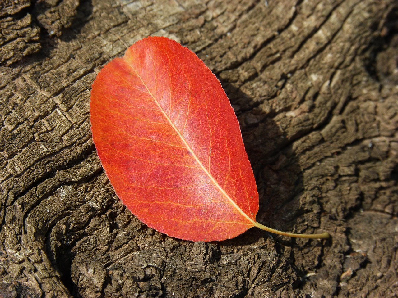 leaf red leaf autumn free photo