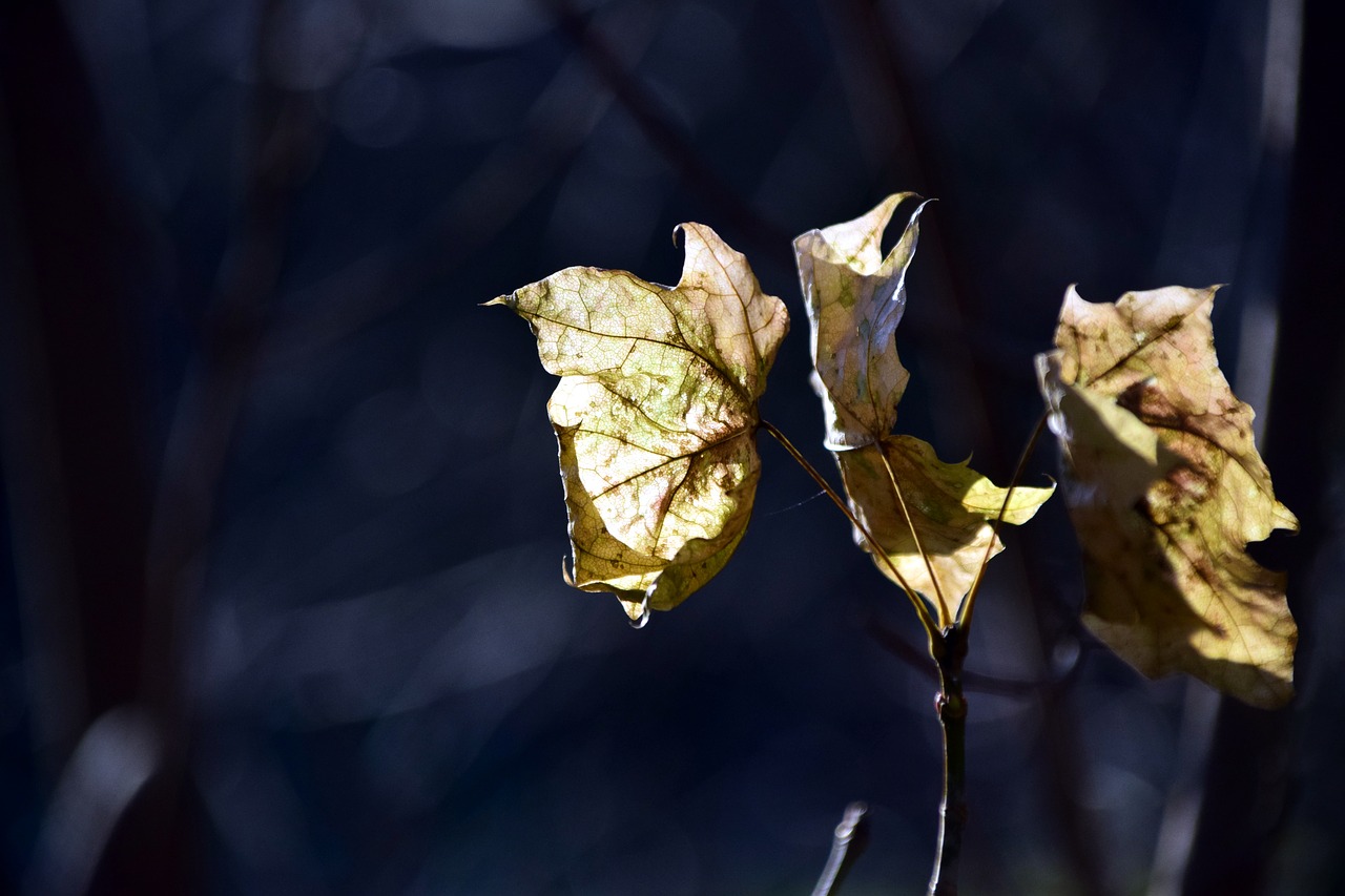 leaf autumn golden autumn free photo