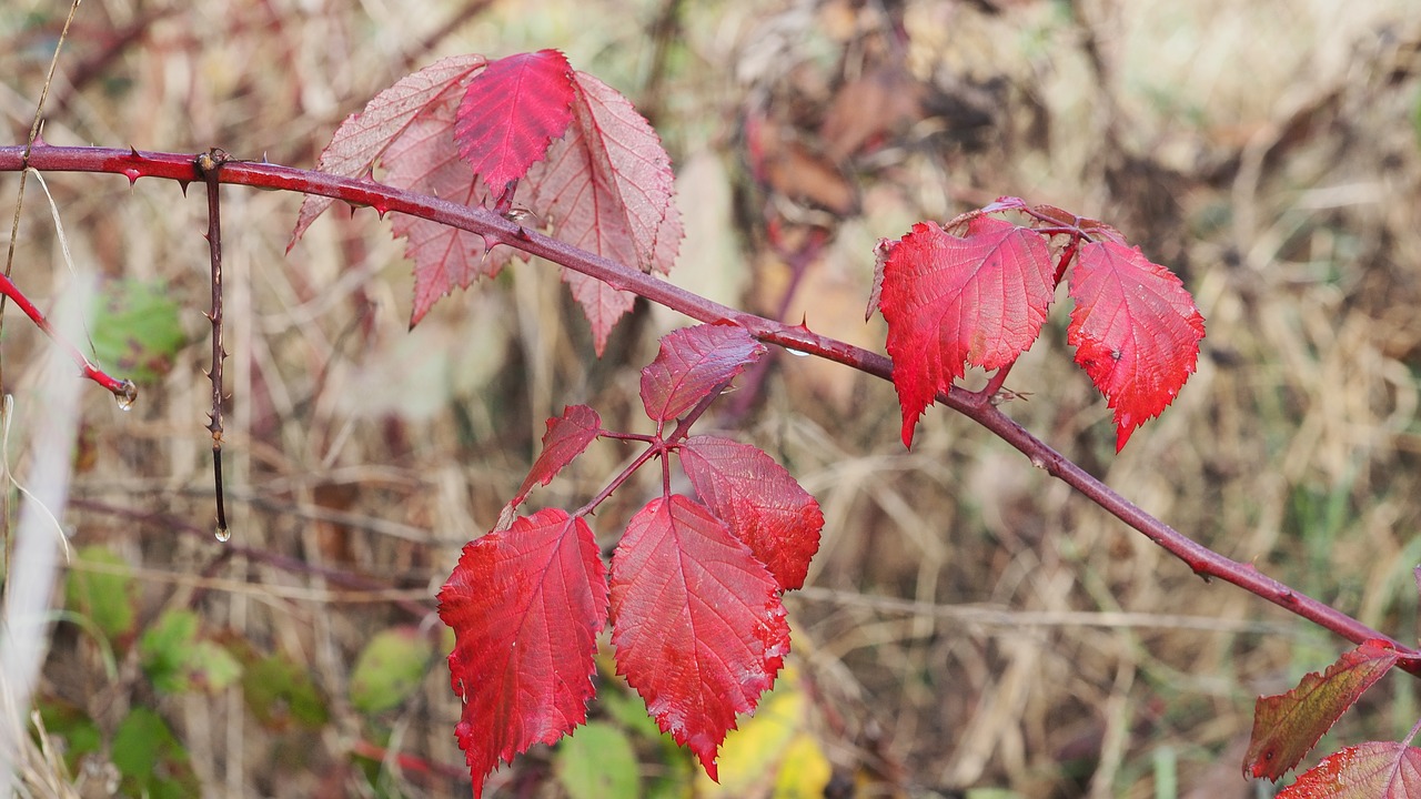 leaf fall foliage free photo