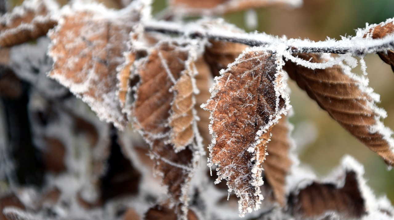 leaf frost nature free photo