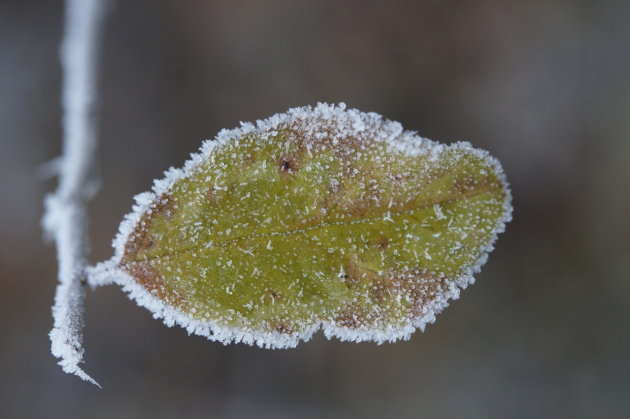 leaf frozen cold free photo