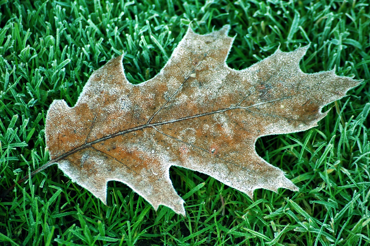 leaf winter oak tree free photo