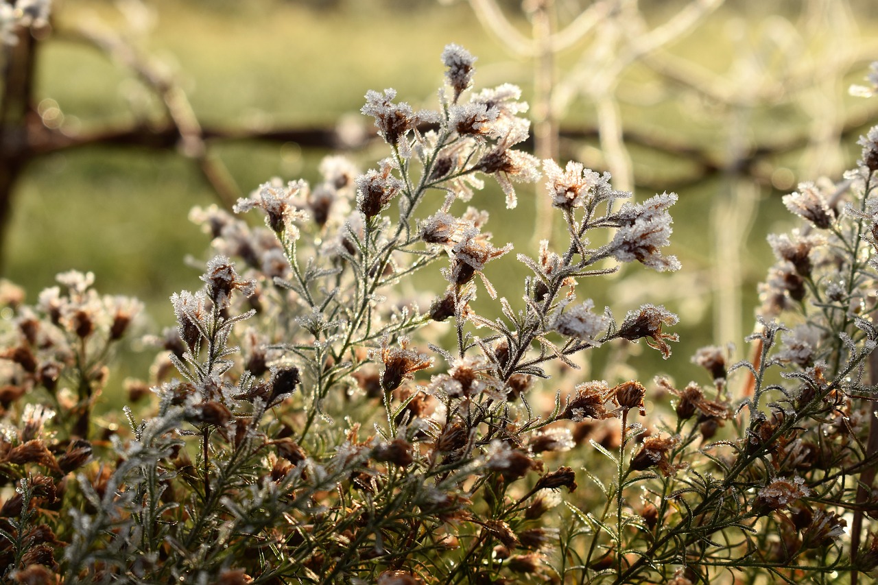 leaf grass frost free photo