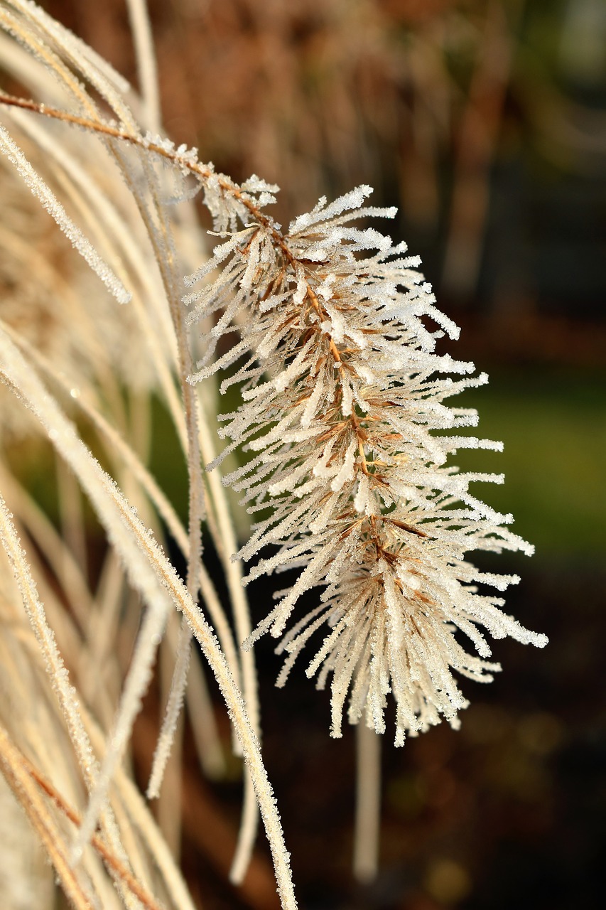 leaf grass frost free photo