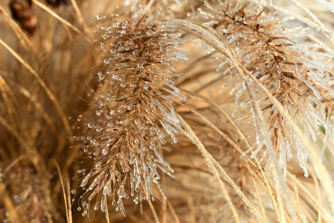 leaf grass frost free photo