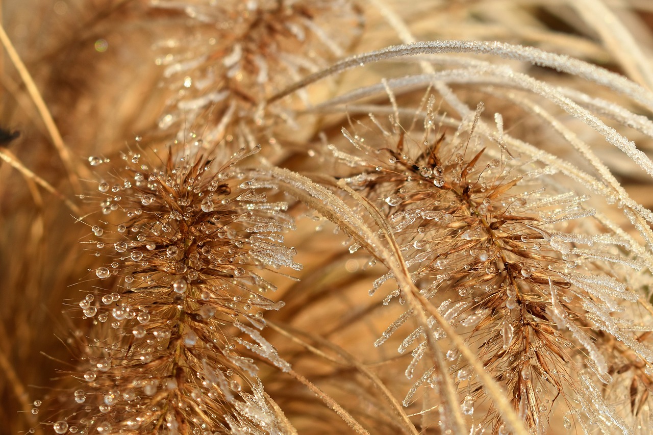 leaf grass frost free photo
