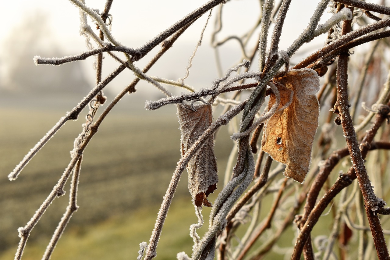 leaf grass frost free photo