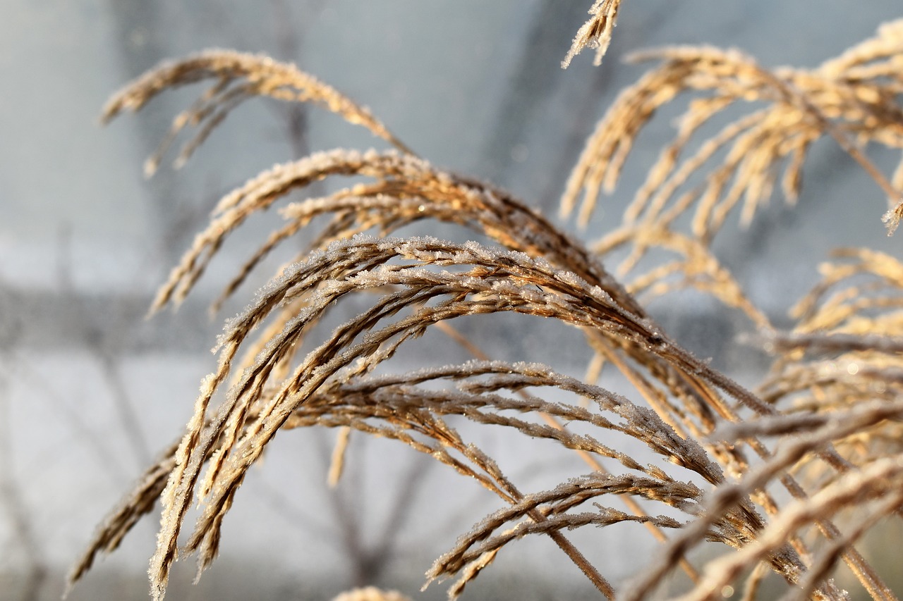 leaf grass frost free photo