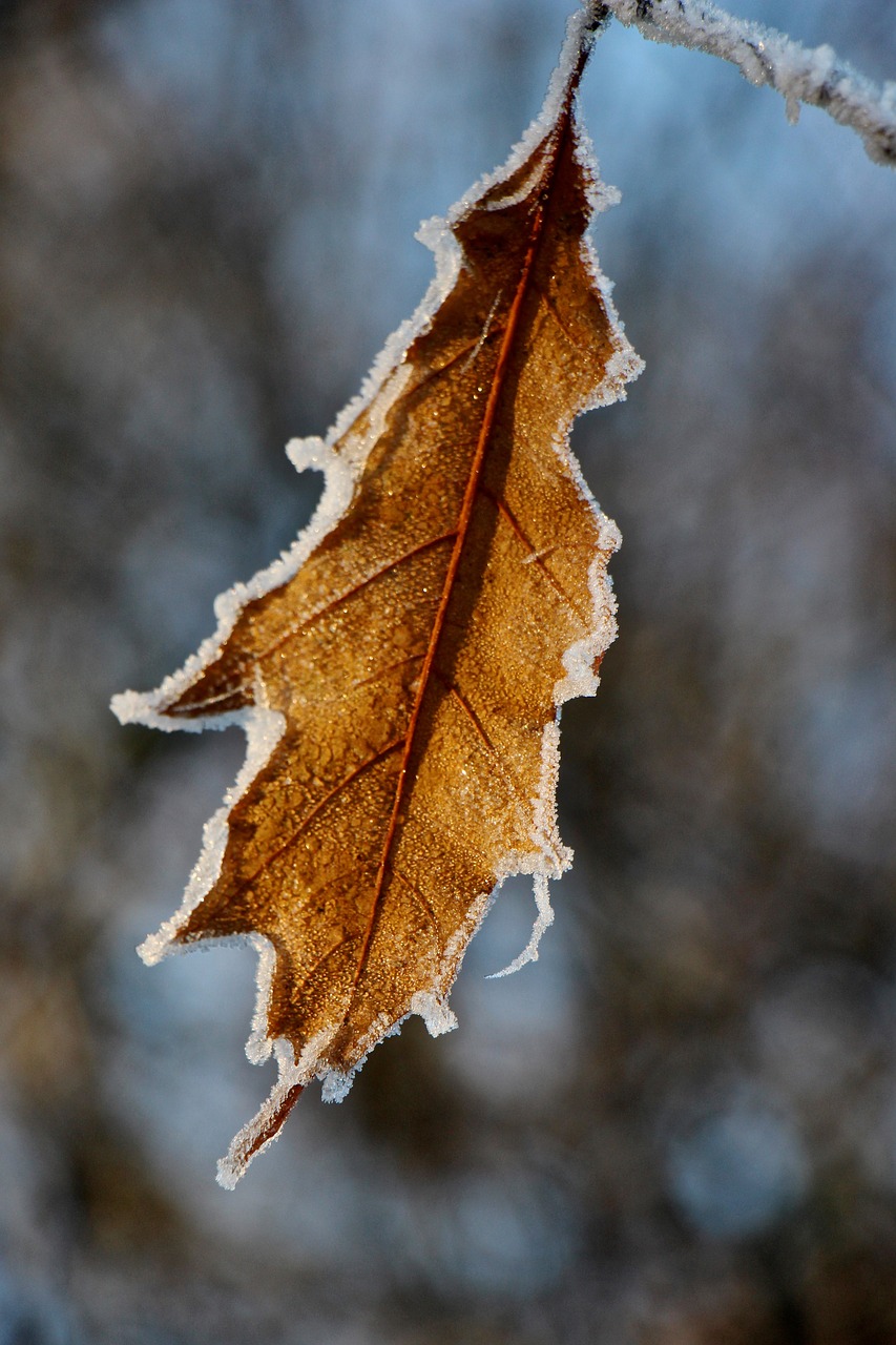 leaf frost nature free photo