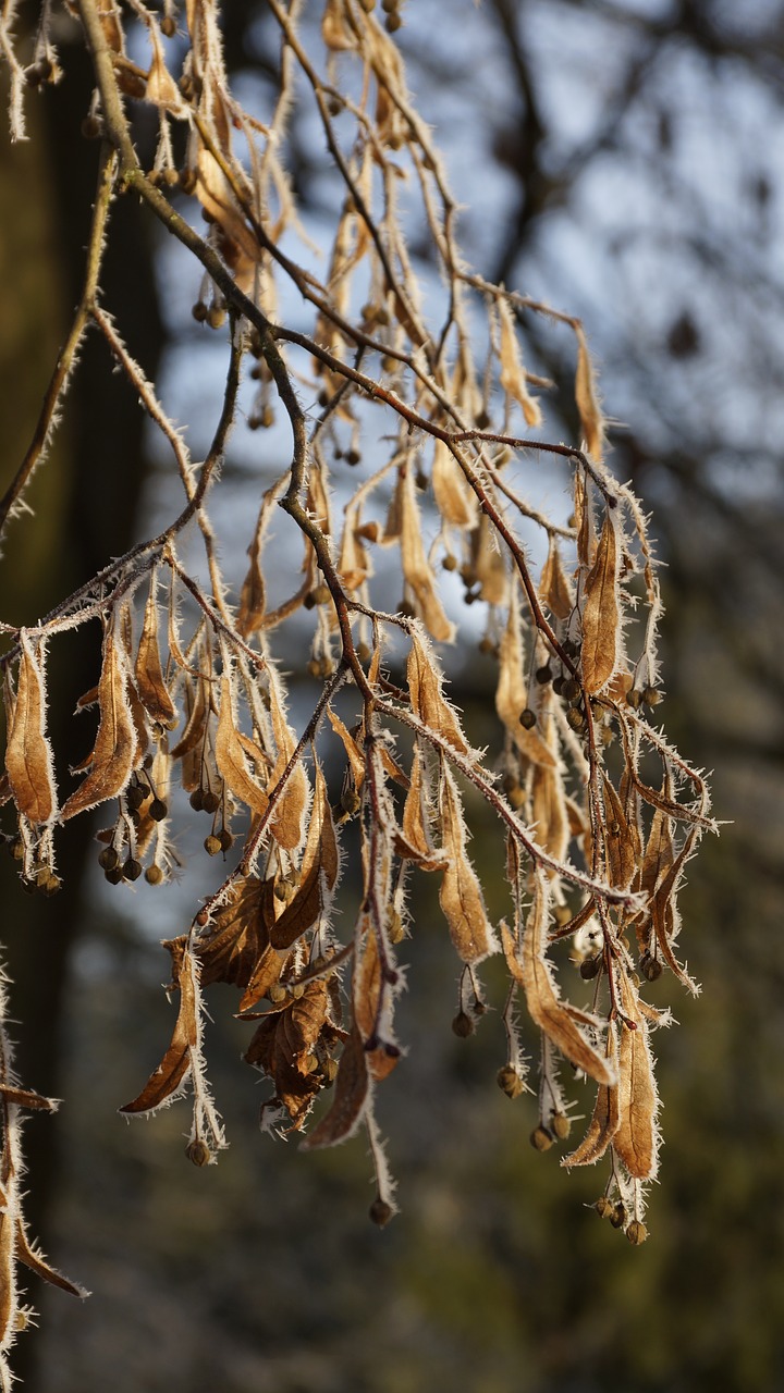 leaf fruit seed free photo