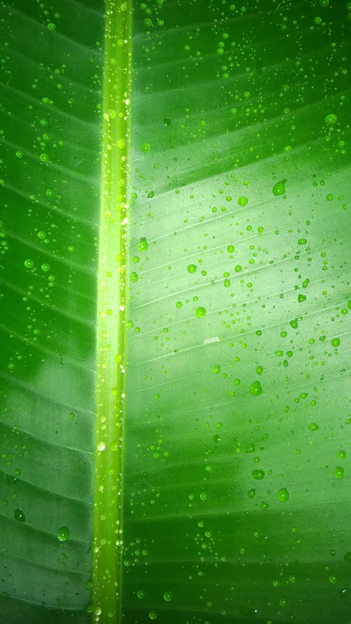 leaf green water free photo