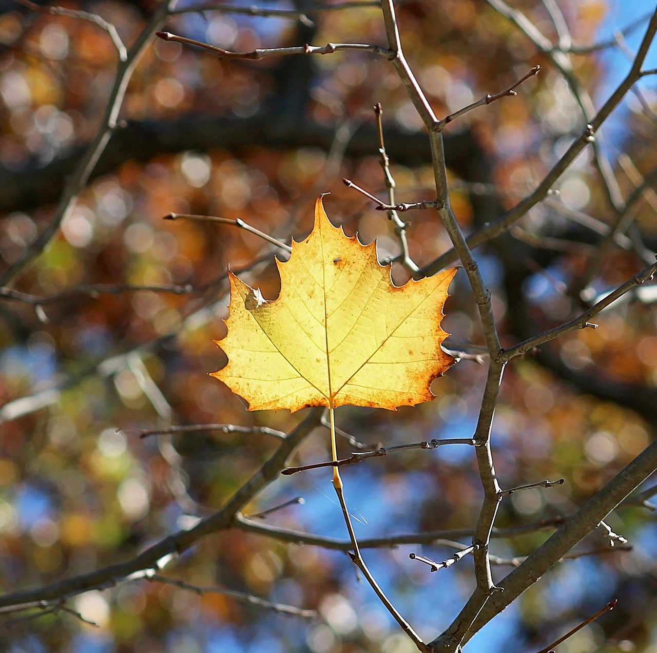 leaf fall fall leaves free photo