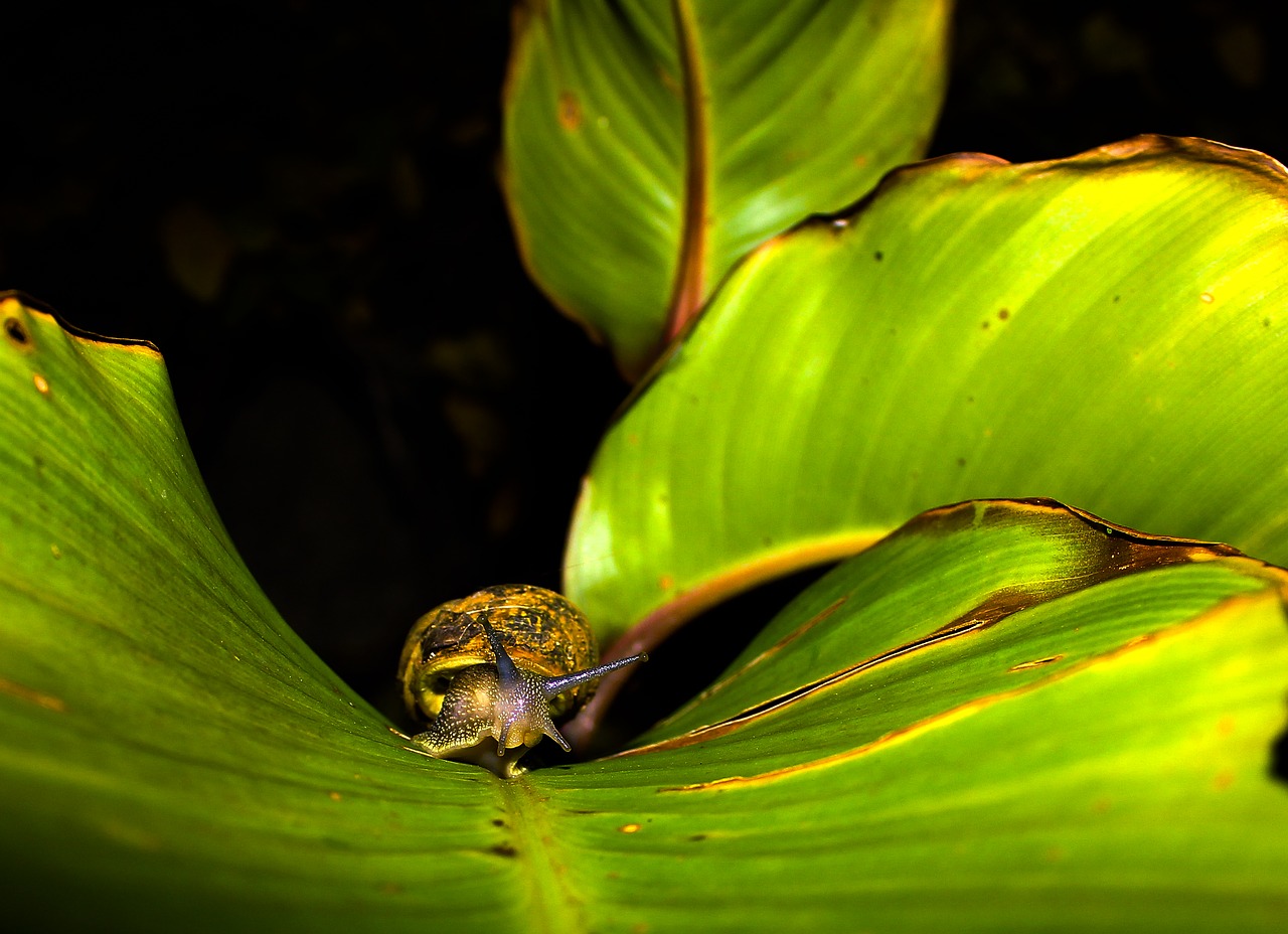 leaf snail plant free photo