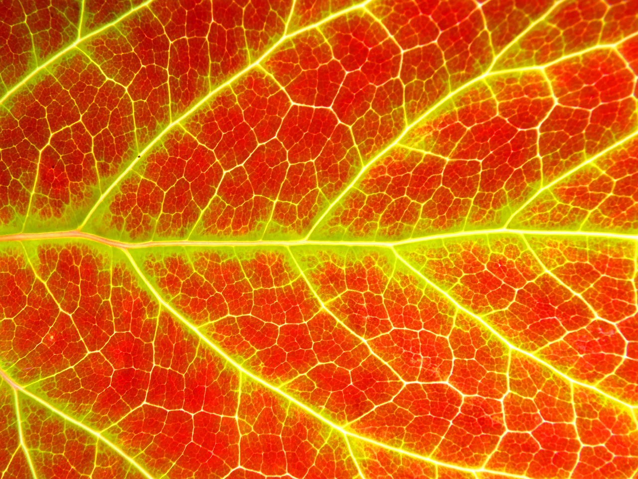 leaf background texture free photo