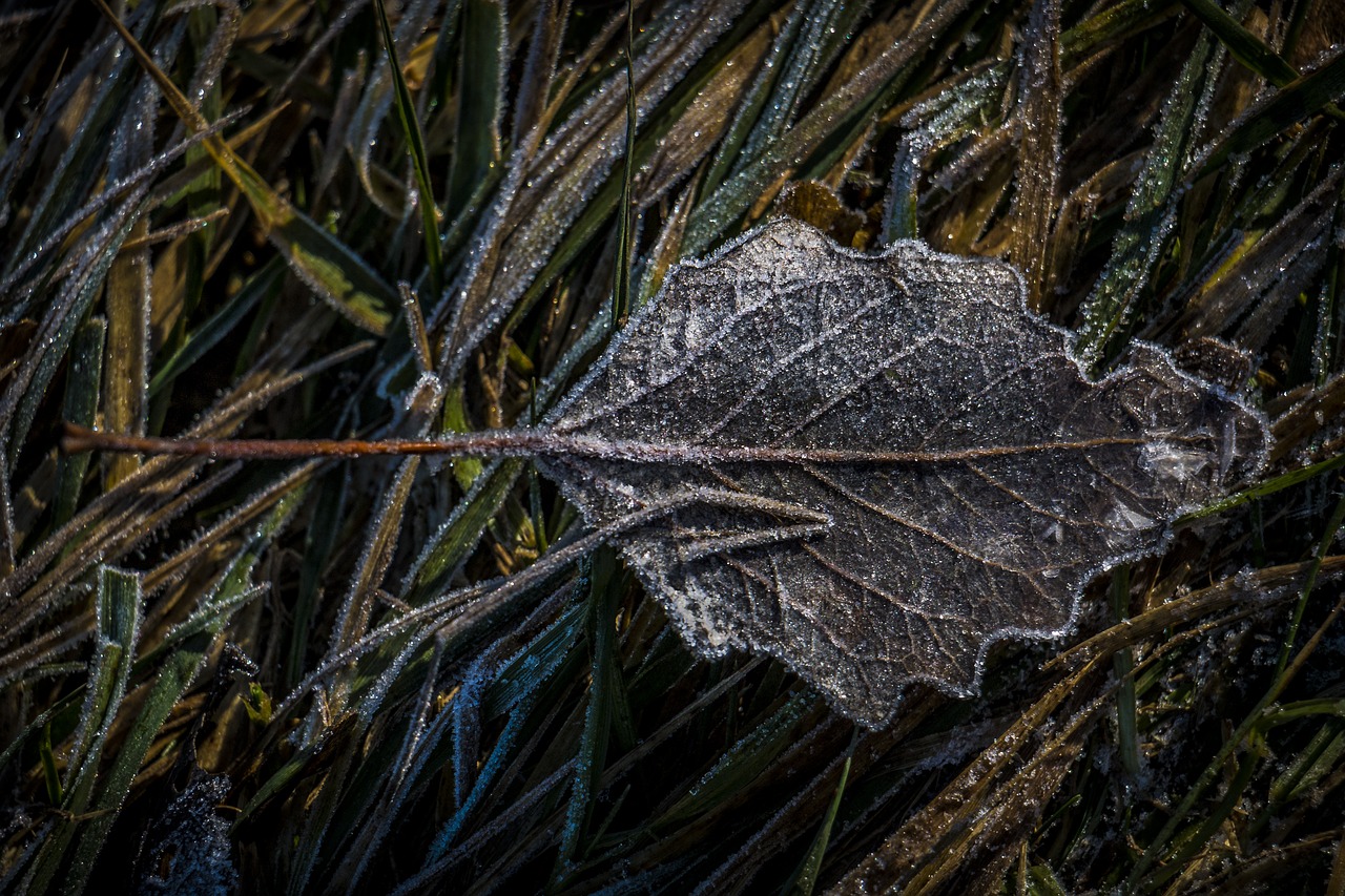 leaf hoarfrost frozen free photo