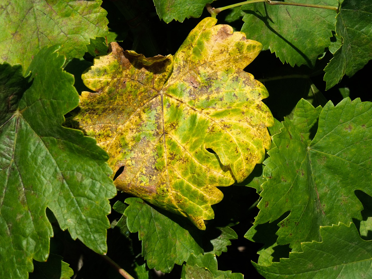 leaf leaves autumn free photo