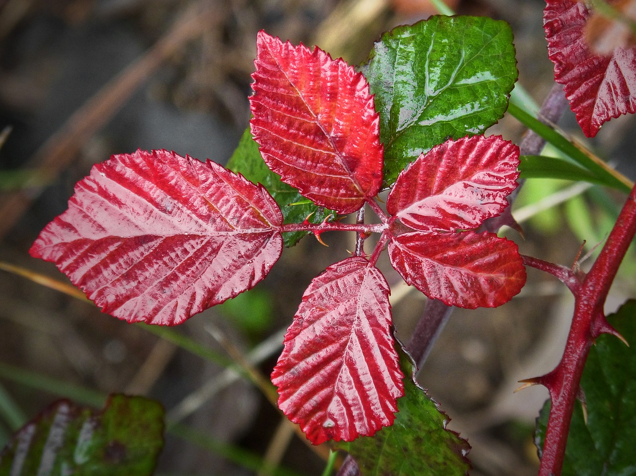 leaf red leaf moisture free photo