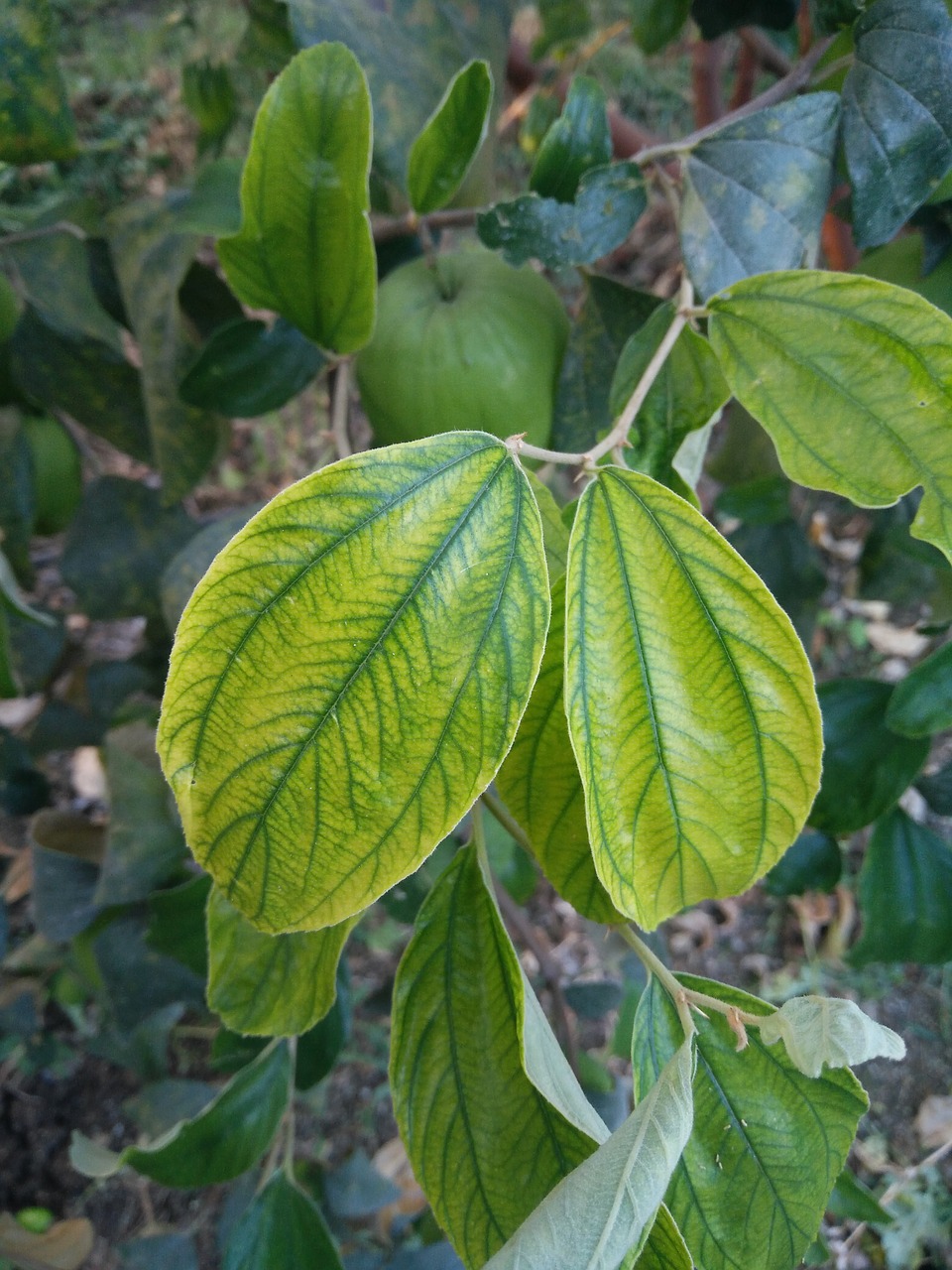 leaf leaf deficiencies micronutrient deficiencies free photo
