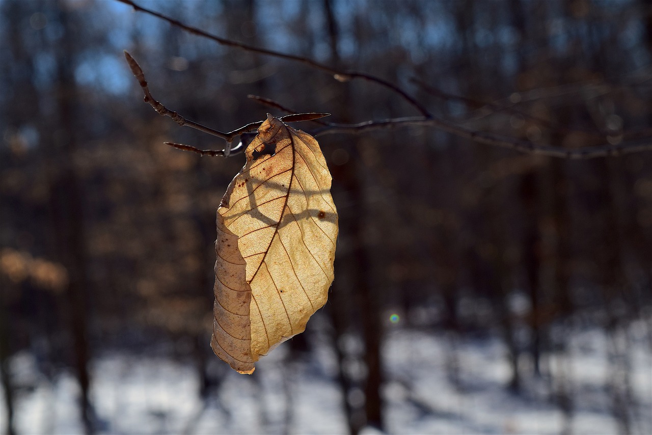 leaf shadow woods free photo