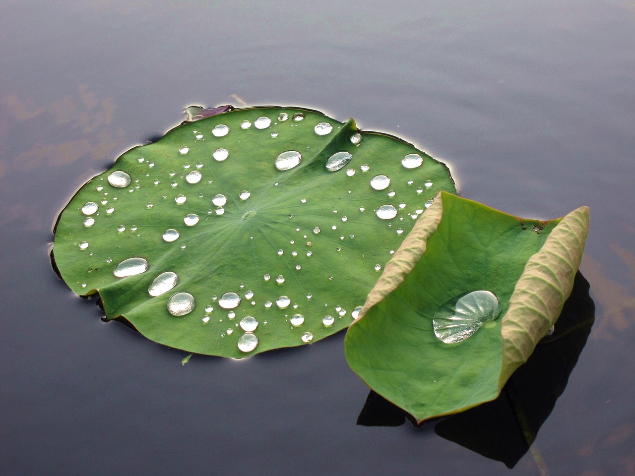 蓮 leaf dew buddhism free photo