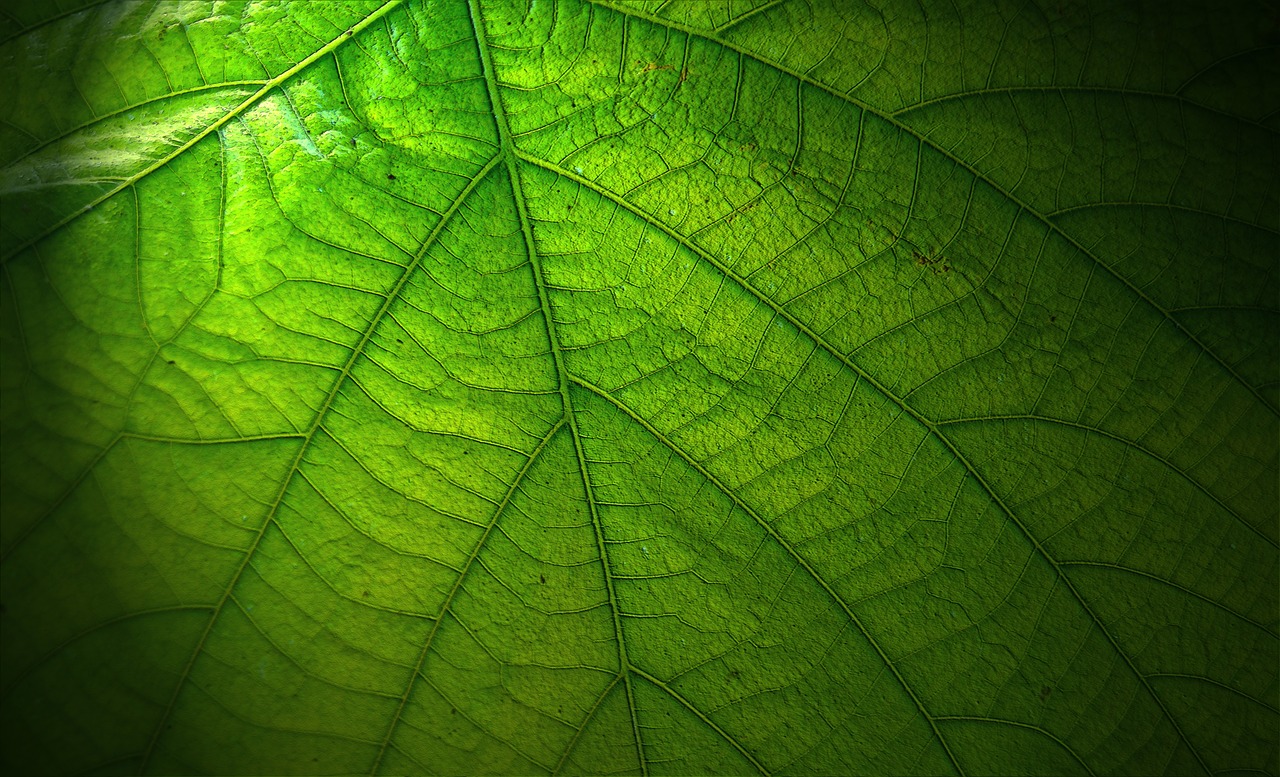 leaf great nature free photo
