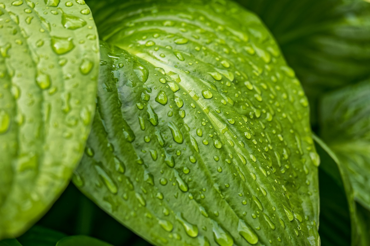 leaf leaves raindrop free photo