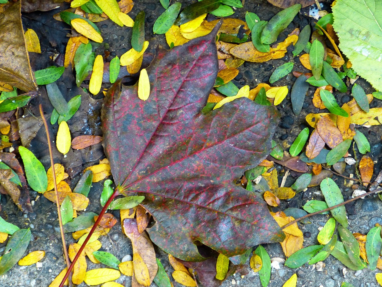 leaf maple colorful free photo