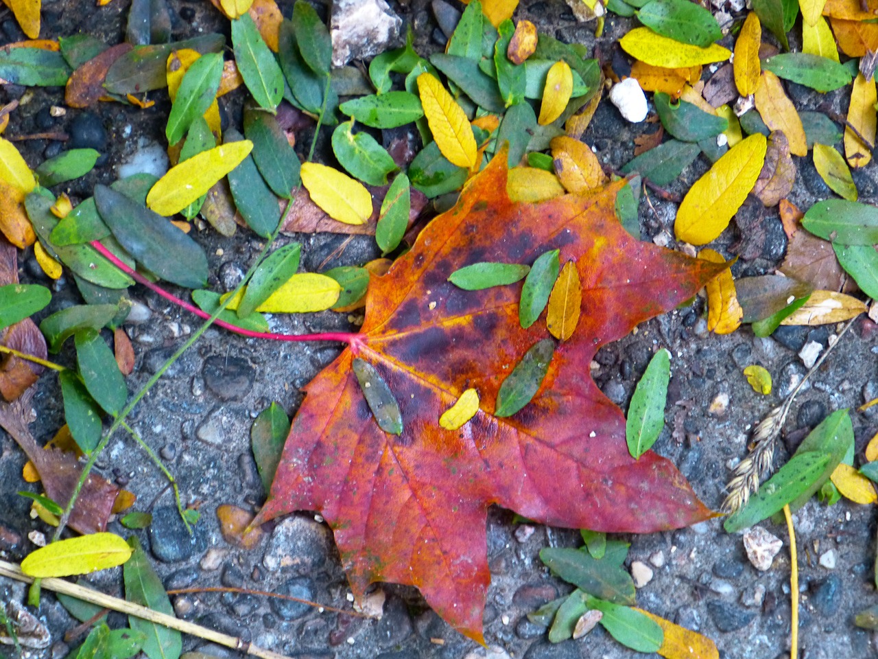 leaf maple colorful free photo