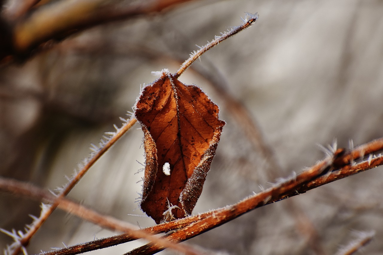 leaf hoarfrost brown free photo