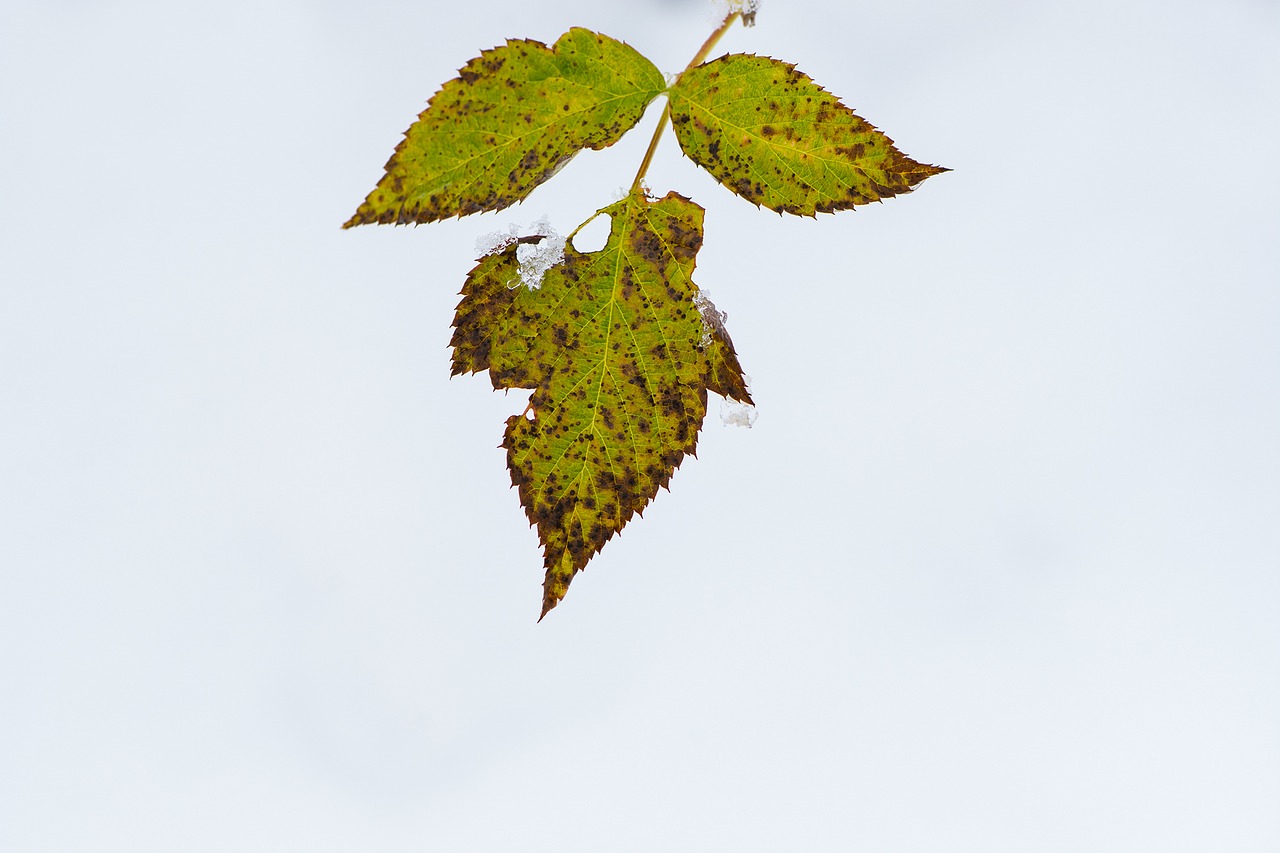 leaf leaves winter free photo