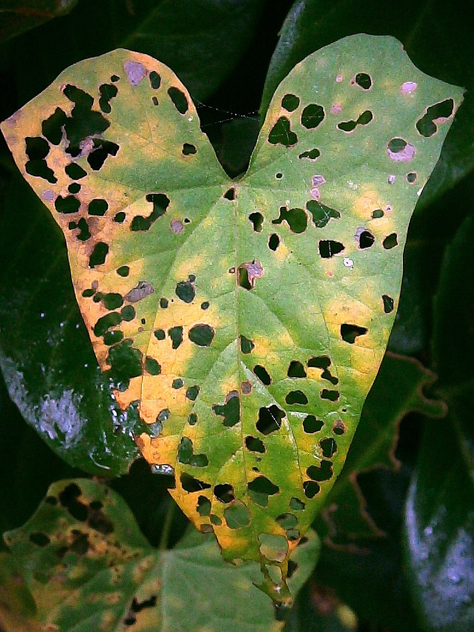 leaf eaten on holey free photo