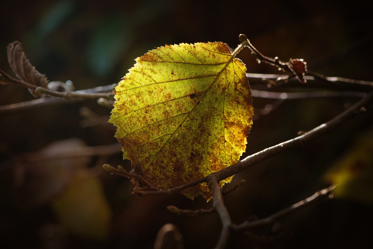 leaf autumn leaf forest free photo