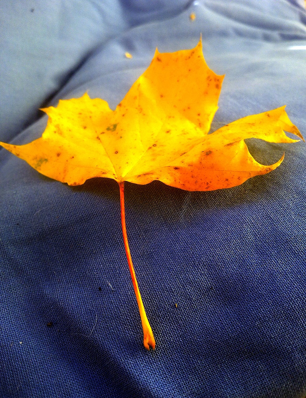 leaf autumn yellow free photo
