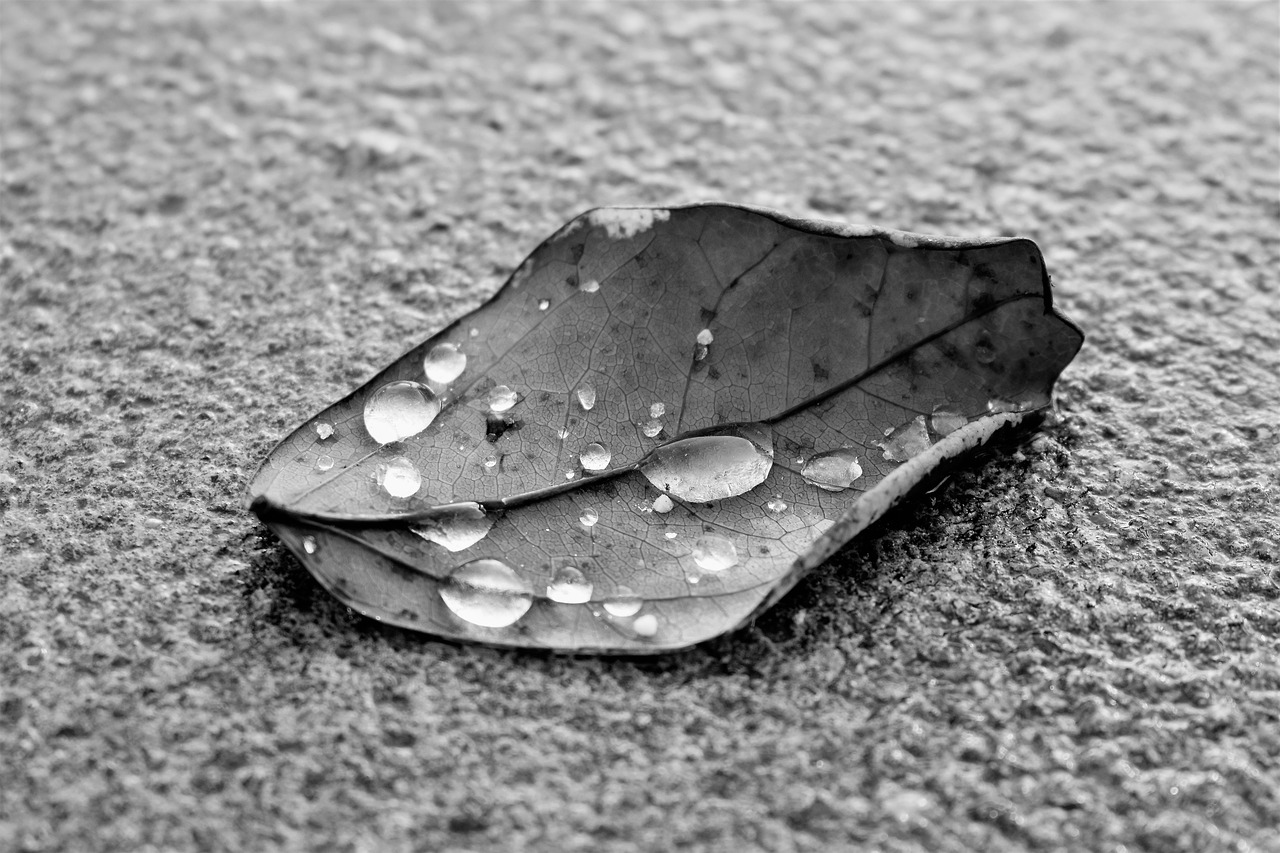 leaf nature black and white free photo