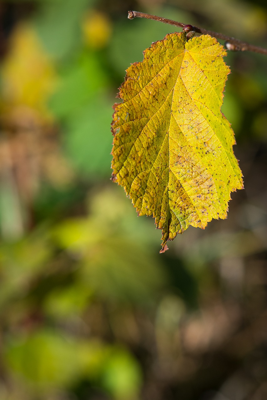 leaf autumn fall foliage free photo