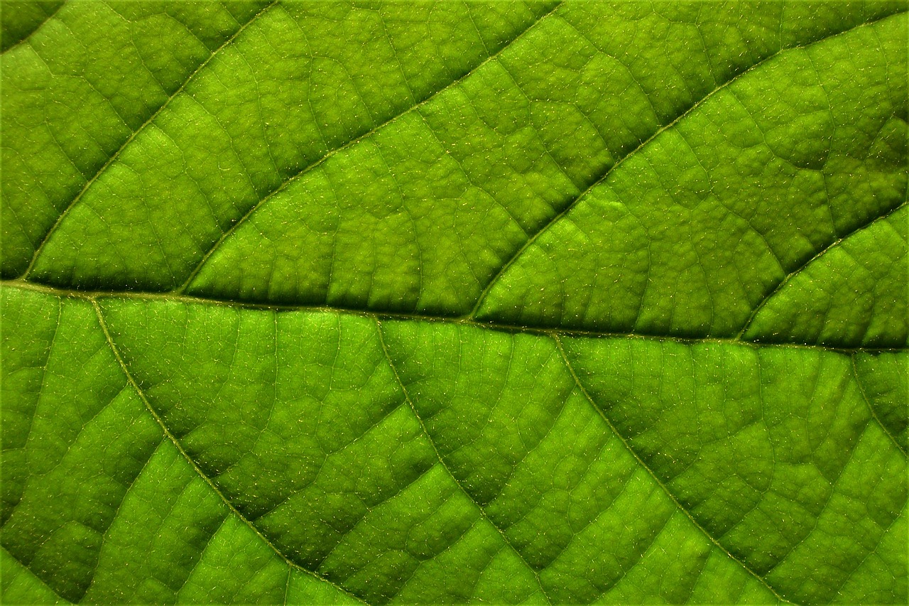 leaf green structure free photo