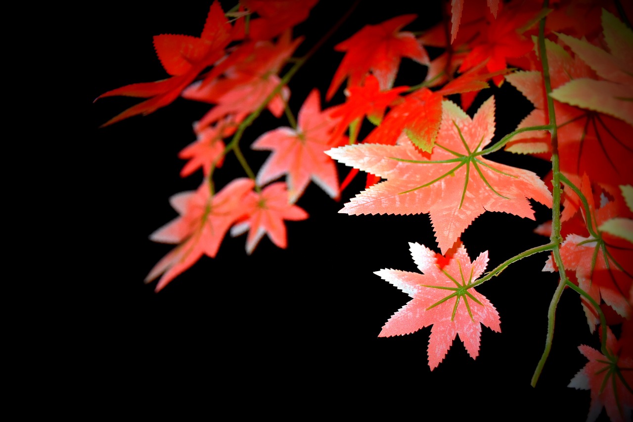 leaf night view tree leaves free photo