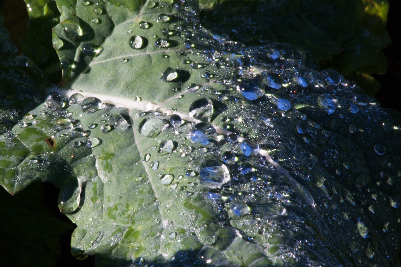 leaf beet leaf dew free photo