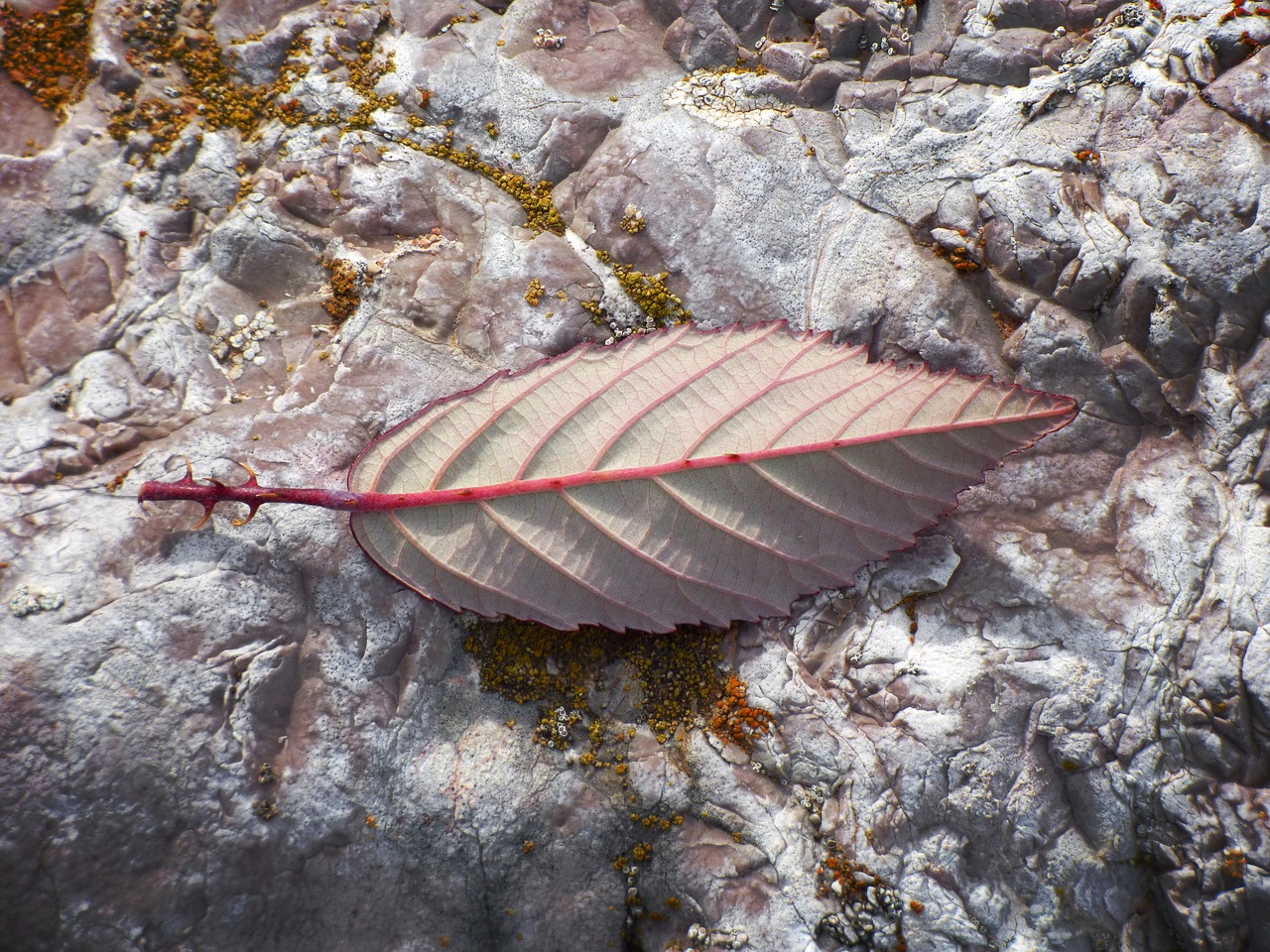 leaf reverse detail free photo