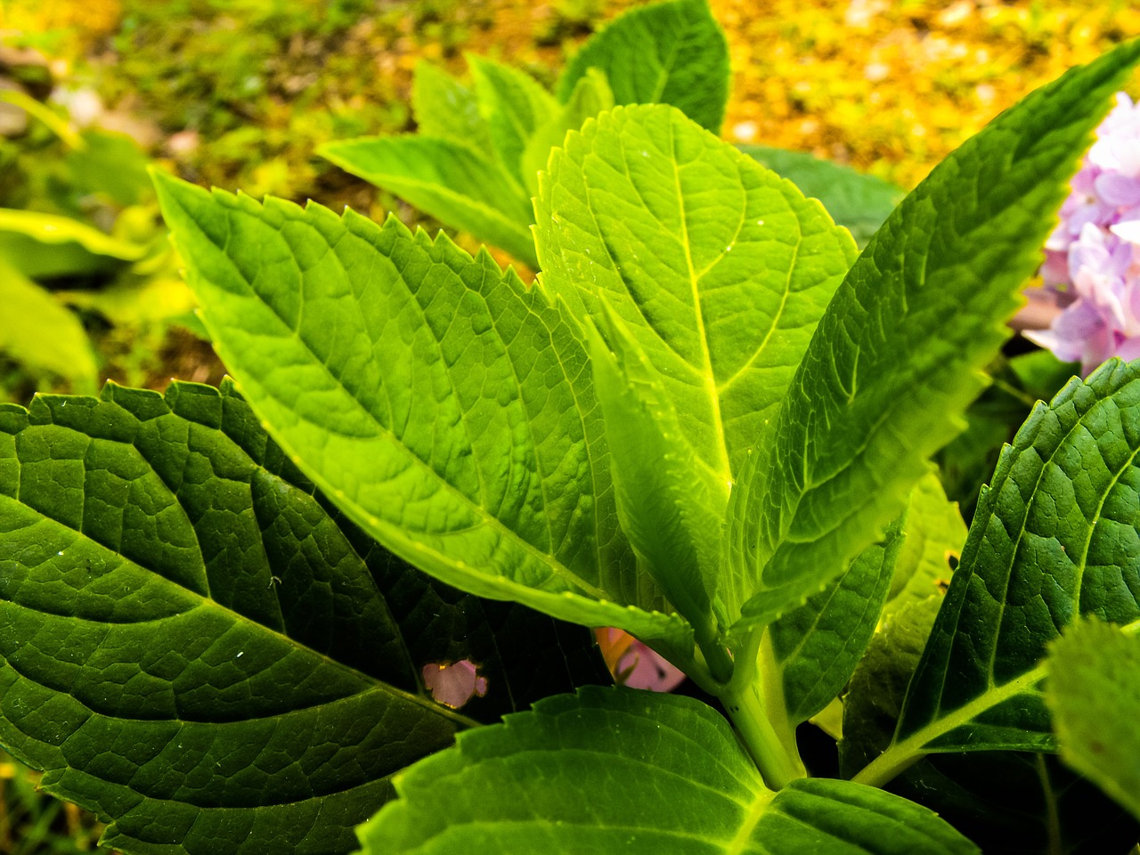 leaf leaves green free photo