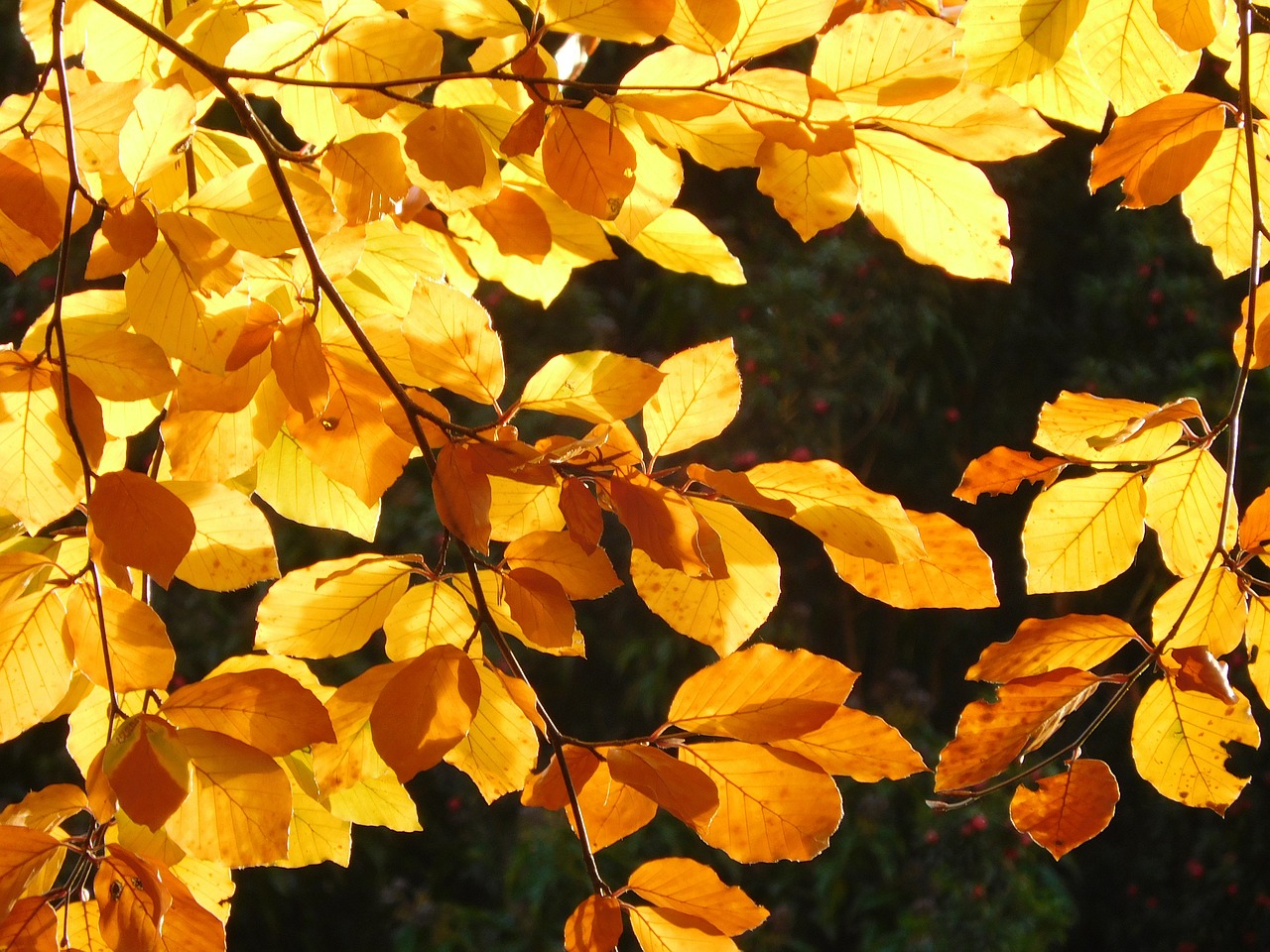 leaf leaves yellow free photo