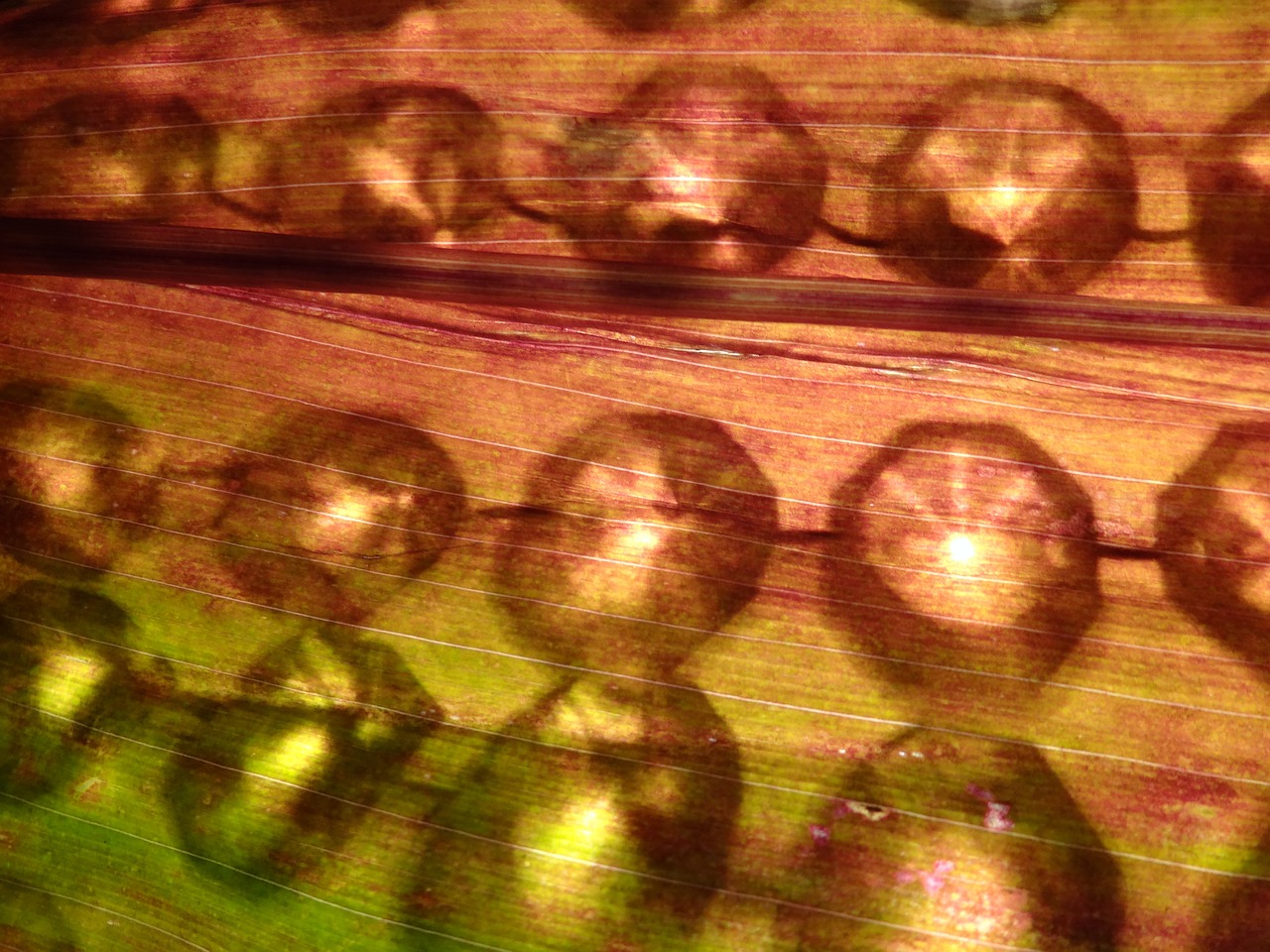 leaf crystals candling free photo