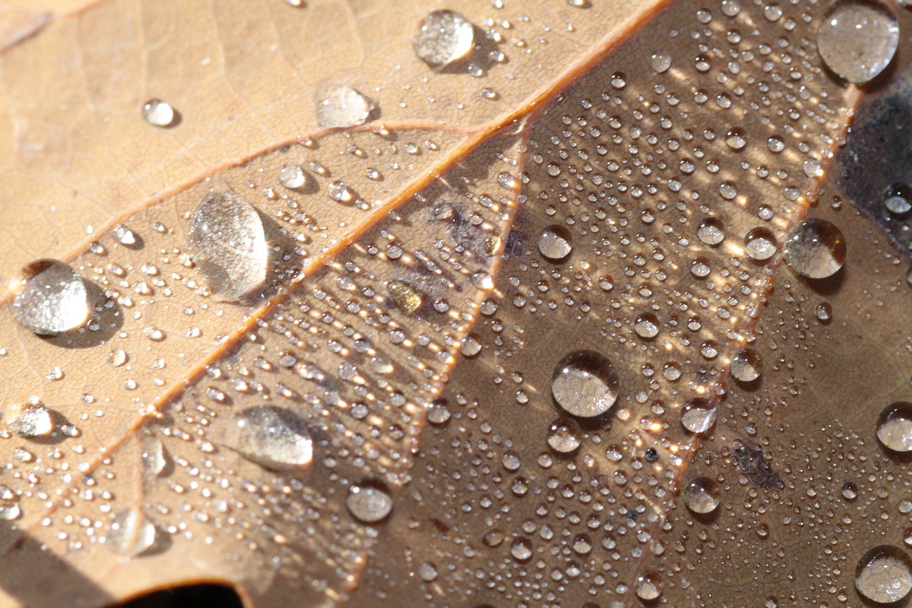 leaf autumn leaves free photo