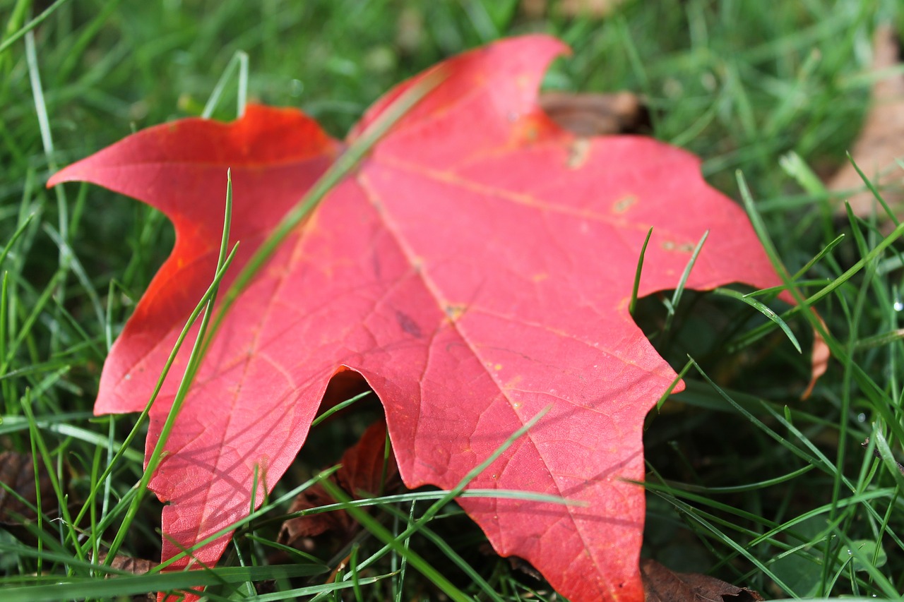 leaf fall autumn free photo