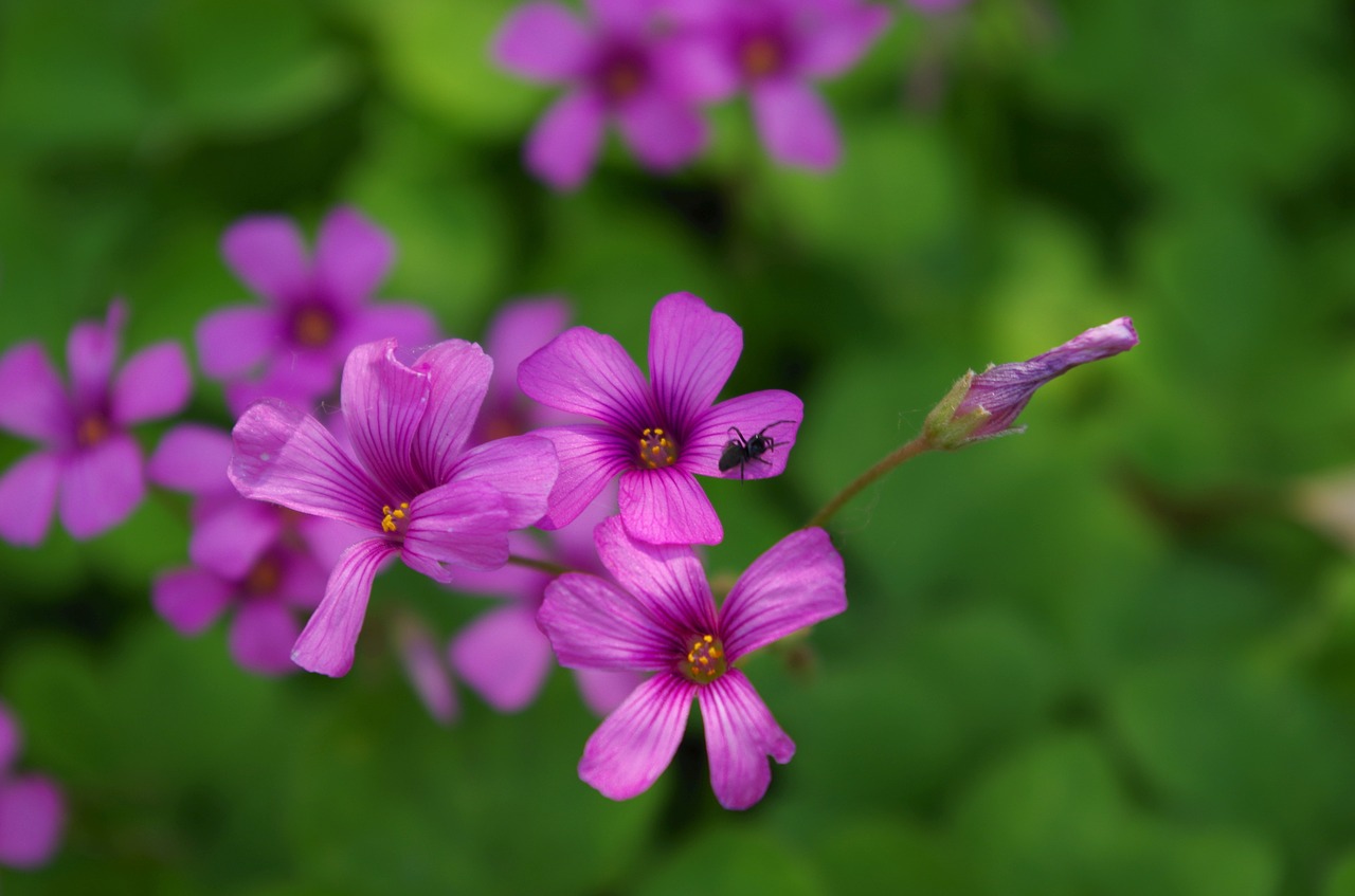 leaf clover spider free photo